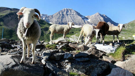 Pyr&eacute;n&eacute;es&nbsp;: Face aux conflits qui menacent et minent les estives, une cellule in&eacute;dite se met en place pour accompagner les gestionnaires | Vall&eacute;es d'Aure & Louron - Pyr&eacute;n&eacute;es | Scoop.it