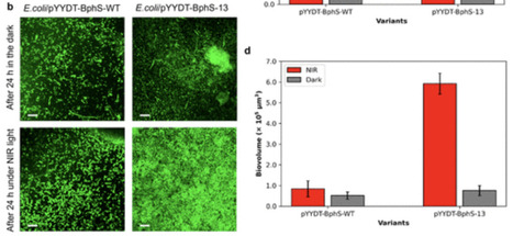 Engineering a High-Activity Photosensitive Synthase for Optogenetic Control of c-di-GMP and Biofilm Dynamics | asb | RMH | Scoop.it
