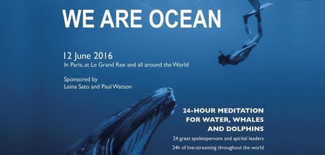 24 hours of meditation for water, Whales and Dolphins | Biodiversit&eacute; | Scoop.it