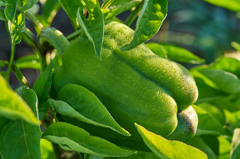 10 Tips for Growing Bell Peppers in Pots | Best Backyard Patio Garden Scoops | Scoop.it