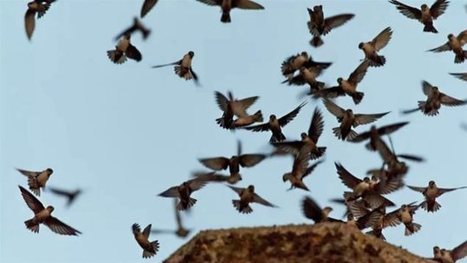 Un village construit une cheminée pour sauver les martinets ramoneurs  | Les oiseaux au gré du vent | Scoop.it