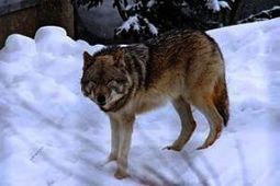 Le loup, coupable id&eacute;al ? | Biodiversit&eacute; | Scoop.it