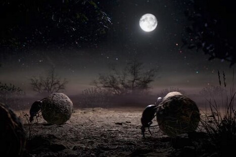 “Voyage au cœur de la nuit” : les découvertes passionnantes sur la survie du monde animal dans le noir | Variétés entomologiques | Scoop.it