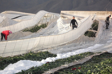 CLIMAT : l'approvisionnement en produits bio perturb&eacute;s dans le sud de l'Europe | FRUITS ET L&Eacute;GUMES | Scoop.it