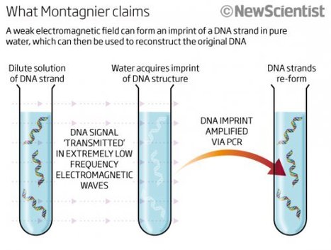 Montagnier et la téléportation quantique de l'ADN - AgoraVox le média citoyen | Beyond the cave wall | Scoop.it