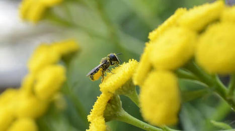 Savez-vous pourquoi la ville de Metz a cr&eacute;&eacute; seulement 12 ruches en ville&nbsp;? | Vari&eacute;t&eacute;s entomologiques | Scoop.it