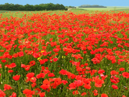 Mission Coquelicot - Tela Botanica | Biodiversit&eacute; | Scoop.it