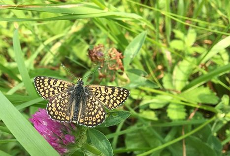 Athis-Mons : libellules, papillons et crapauds de retour sur les bords de l’Orge | Les Colocs du jardin | Scoop.it