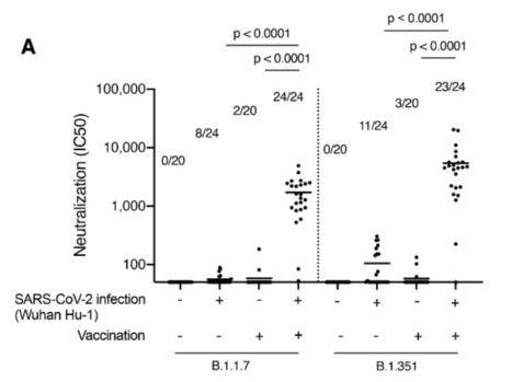 Prior SARS-CoV-2 Infection Rescues B and T Cell Responses to Variants After First Vaccine Dose | Science | Virus World | Scoop.it
