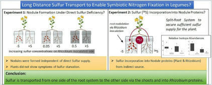 Systemic long-distance sulfur transport and its role in symbiotic root nodule protein turnover | Plant-Microbe Symbiosis | Scoop.it