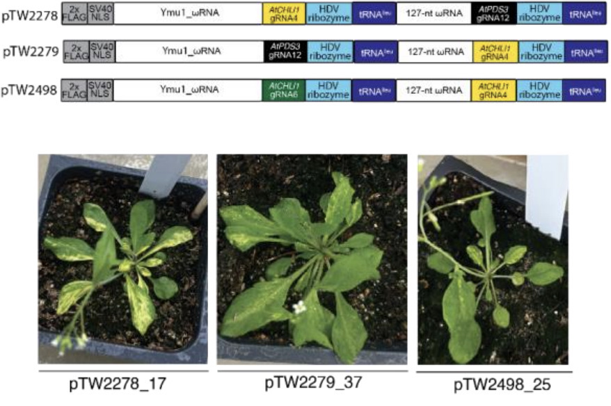 Efficient transgene-free multiplexed genome edi...