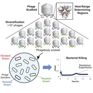 Engineering Phage Host-Range and Suppressing Ba...