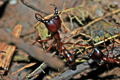 La chasse aux virus dans les forêts tropicales, un travail de fourmis… | IRD le Mag' | Insect Archive | Scoop.it