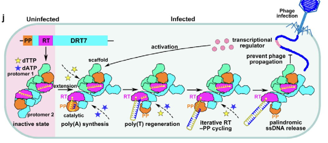 Antiviral reverse transcriptase-primase synthes...