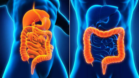 Therapeutic Ways To Treat Inflammatory Bowel Disease | Part 2 | Call: 915-850-0900 | The Gut "Connections to Health & Disease" | Scoop.it