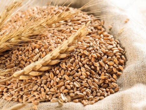 TRADE: Russia and Iran discuss large-scale wheat supplies under food security program | COMMERCE & LOGISTIQUE | Scoop.it
