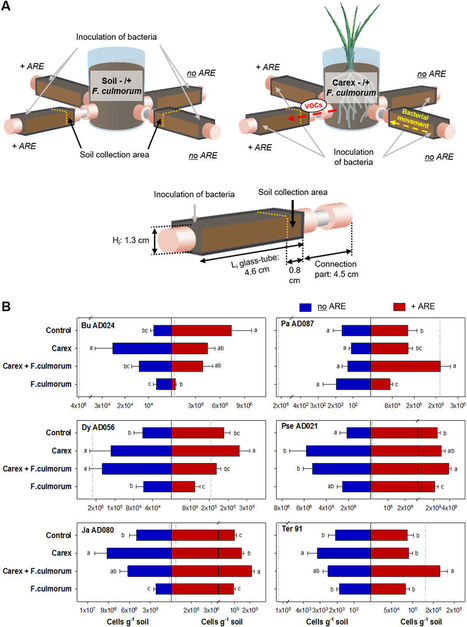 Calling from distance: attraction of soil bacteria by plant root volatiles | RMH | Scoop.it