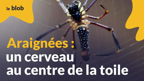 Araign&eacute;es : un cerveau au centre de la toile | Actu de science | EntomoScience | Scoop.it