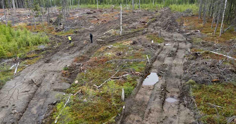 J&auml;rjest&ouml;: UPM keitti harvinaisesta luonnonmets&auml;st&auml; sellua &ndash; j&auml;i kiinni, kun aktivistit seurasivat puukuormaa | Luonto | Yle | 1Uutiset - Lukemisen t&auml;hden | Scoop.it