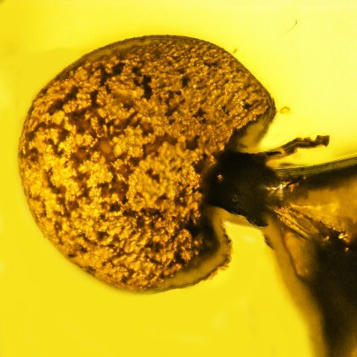 Mushroom growing out of fossilized ant reveals new genus of fungal parasite,&nbsp;Allocordyceps baltica | Amazing Science | Scoop.it