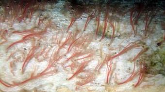 Tiny sea creature devours whole whale skeletons | Sandy Beach Ecology & Management | Scoop.it