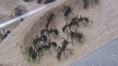 Les fourmis débarquent au Palais de la découverte - France 3 Paris Ile-de-France | Variétés entomologiques | Scoop.it