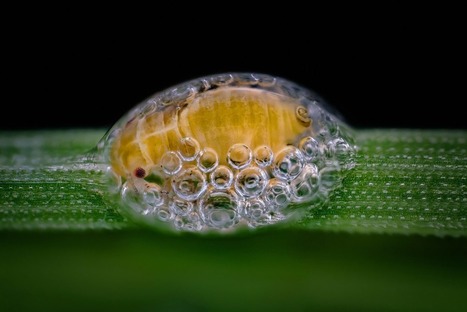 Admirez les images qui ont remporté le concours de microphotographie 2018 du Nikon Small World | Variétés entomologiques | Scoop.it