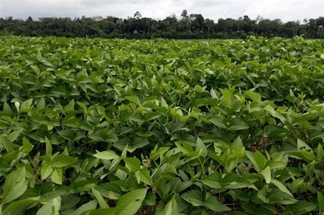 Amazonie: finie la déforestation au profit des plantations de soja! | Economie Responsable et Consommation Collaborative | Scoop.it