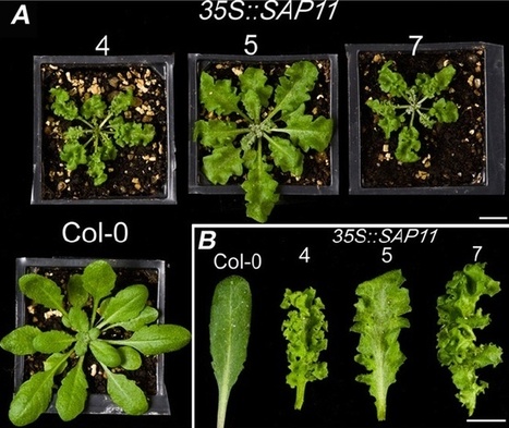 PNAS: Phytoplasma protein effector SAP11 enhances insect vector reproduction by manipulating plant development and defense hormone biosynthesis | Plants and Microbes | Scoop.it