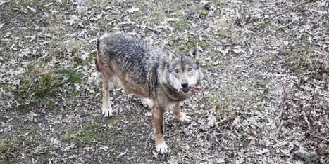 La guerre du loup gagne l’Italie | Biodiversité | Scoop.it