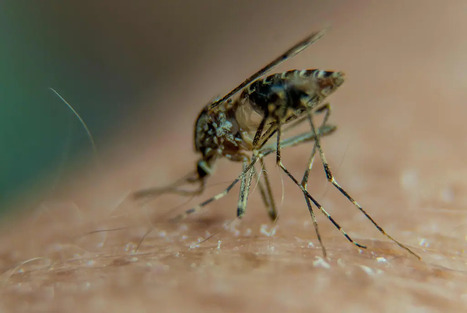 Chikungunya, dengue, West Nile&hellip; De nouveaux cas autochtones identifi&eacute;s dans le sud de la France | EntomoNews | Scoop.it