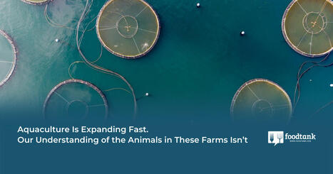 AQUACULTURE Is Expanding Fast. Our Understanding of the Animals in These Farms Isn’t  | CIHEAM Press Review | Scoop.it