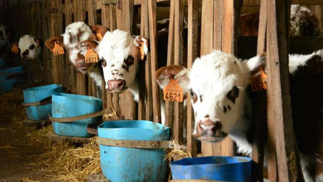 Comment s’équilibre le marché de la viande de veau cet été ? | Actualité Bétail | Scoop.it