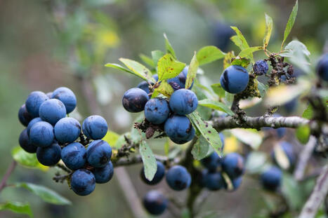 ROBOTS: British Berry Growers joins &pound;7.1m robotics investment | Revue de presse - Club DEMETER | Scoop.it