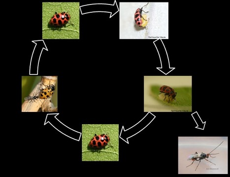 La fable de la coccinelle et de la gu&ecirc;pe... | Vari&eacute;t&eacute;s entomologiques | Scoop.it