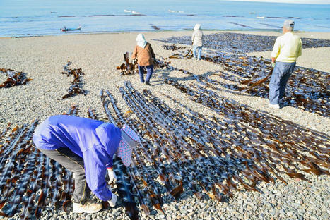 Japan&rsquo;s Most Popular Types of Seaweed | Nippon.com | The Asian Food Gazette. | Scoop.it