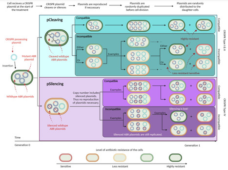 Effectiveness of CRISPR-Cas in Sensitizing Bacterial Populations with Plasmid-Encoded Antimicrobial Resistance | Brveco | RMH | Scoop.it
