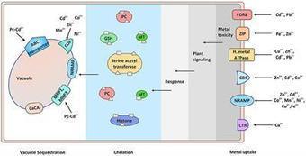 Traversing the Links between Heavy Metal Stress and Plant Signaling | Frontiers in Plant Science | Plant Gene Seeker -PGS | Scoop.it