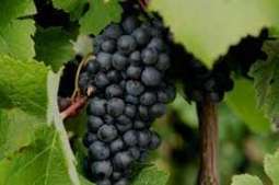 Saisonnier Pour Les Vendanges | Jemepropose | BABinfo Emploi Pays Basque. | Scoop.it
