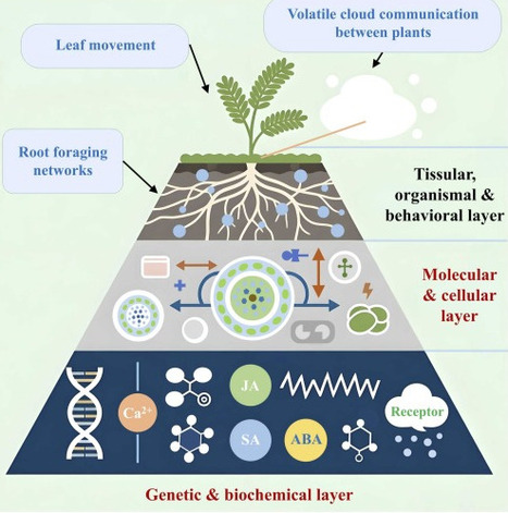 Plant biointelligence: A genetic, biochemical, molecular, and cellular perspective | RMH | Scoop.it