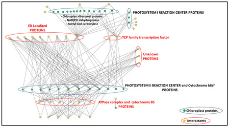 FOCUS PLATEFORME : IPS2 / SPOmics-Interactome / Projet Chloroplaste : Les protéines codées par le génome du chloroplaste en interconnexion avec le réticulum endoplasmique | Life Sciences Université Paris-Saclay | Scoop.it