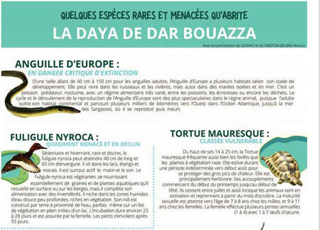 Creuset de biodiversité, la zone humide de Dar Bouazza menacée | Histoires Naturelles | Scoop.it