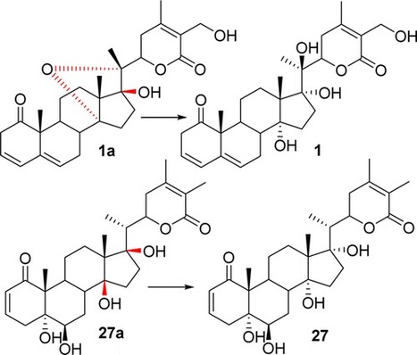 Withanolide Structural Revisions by 13C NMR Spectroscopic Analysis Inclusive of the γ-Gauche Effect | Natural Products Chemistry Breaking News | Scoop.it