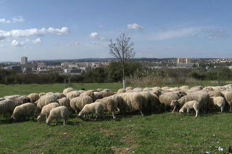 Montpellier : les moutons p&acirc;turent en ville | Nature en ville | Scoop.it