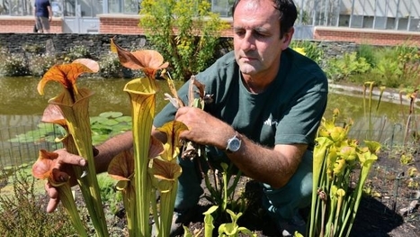Une plante carnivore pour lutter contre les frelons asiatiques - France Culture | Variétés entomologiques | Scoop.it