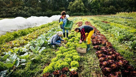 Les cueillettes : des fruits et légumes ultra-frais et à moitié prix - ici | Attitude BIO | Scoop.it