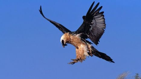 Un gypaète barbu est mort après avoir percuté une ligne à haute-tension en Savoie | Les oiseaux au gré du vent | Scoop.it