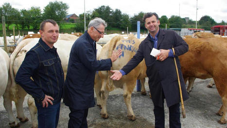 Pour la Saint-Matthieu, le marché aux bestiaux du Cateau-Cambrésis ouvre ses coulisses | Actualité Bétail | Scoop.it
