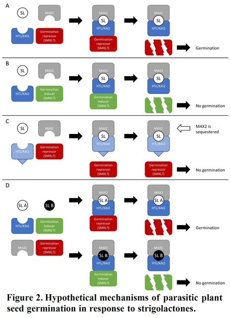 Role of Strigolactones in the Host-Specificity ...