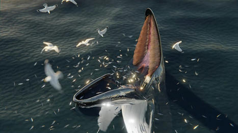 D'anciens manuscrits ont consigné une remarquable stratégie d'alimentation des baleines il y a plusieurs centaines d'années | Revue de presse Cétacés | Scoop.it